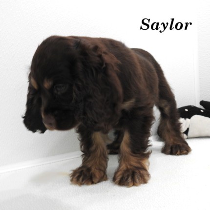 puppy, for, sale, Cocker Spaniel, Joe & Cherri  Overlease, dog, breeder, Miller, MO, dog-breeder, puppy-for-sale, forsale, nearby, find, puppyfind, locator, puppylocator, aca